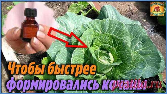 Никогда бы не поверила, но подкормила этим капусту и вырастила крупные кочаны Секрет хорошего урожая