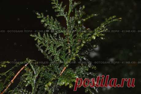Close-up of beautiful frozen evergreen plant branch in dark cold snowy winter night. Nature background. Стоковое фото, фотограф Ilaronsia / Фотобанк Лори