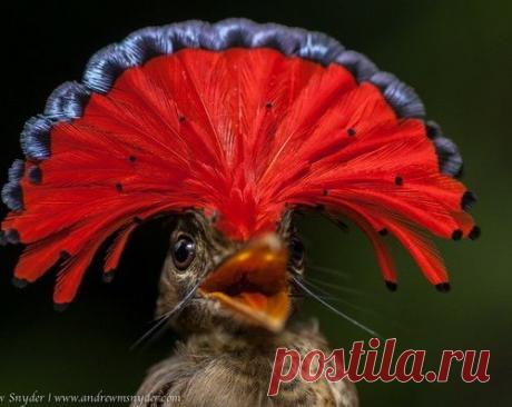 Амазонский венценосный мухоед