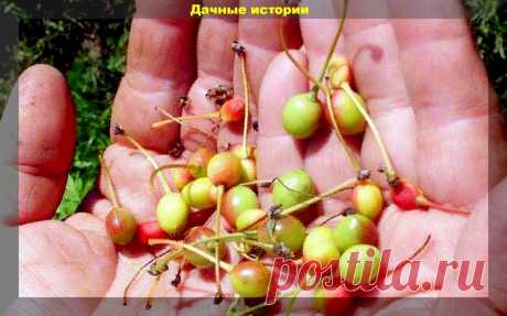 Простая подкормка, которая обеспечит сохранение всей завязи на плодовых деревьях | Дачные истории | Яндекс Дзен