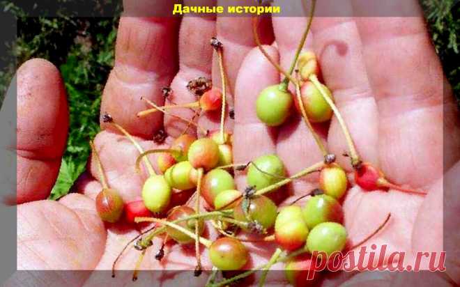 Простая подкормка, которая обеспечит сохранение всей завязи на плодовых деревьях | Дачные истории | Яндекс Дзен