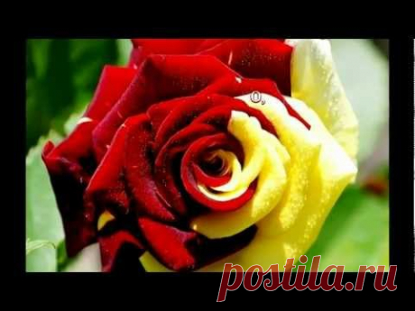 ПОЖЕЛАНИЯ   ДРУЗЬЯМ .
