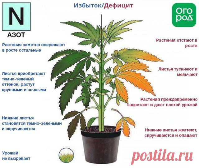 Азот, фосфор, калий – признаки недостатка и избытка у растений | Удобрения и стимуляторы (Огород.ru)