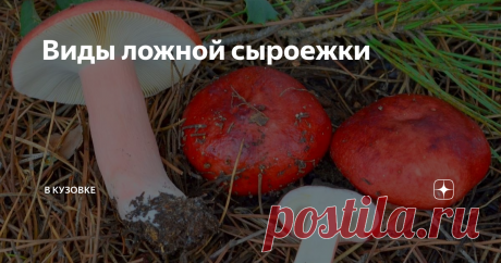 Виды ложной сыроежки Сыроежка ложная — токсичный близнец, съедобной сыроежки, люди часто путают их при сборе. Существует несколько видов ложной сыроежки, есть ядовитые и условно съедобные.
Сыроежка Едкая
Сыроежку едкую относят к ядовитым грибам. Шляпа гриба обычно имеет красный окрас, в окружности достигает 10 сантиметров. К краю цвет шляпки более блеклый. У молодого гриба форма шляпки шарообразная, с возрастом