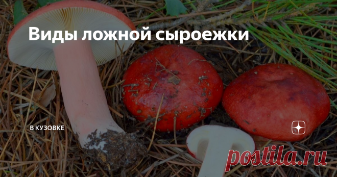 Виды ложной сыроежки Сыроежка ложная — токсичный близнец, съедобной сыроежки, люди часто путают их при сборе. Существует несколько видов ложной сыроежки, есть ядовитые и условно съедобные.
Сыроежка Едкая
Сыроежку едкую относят к ядовитым грибам. Шляпа гриба обычно имеет красный окрас, в окружности достигает 10 сантиметров. К краю цвет шляпки более блеклый. У молодого гриба форма шляпки шарообразная, с возрастом