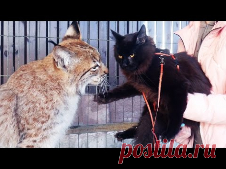 РЕАКЦИЯ РЫСИ НА ПОЯВЛЕНИЕ МЕЙН-КУНА В ВОЛЬЕРЕ. Первая прогулка котёнка вне дома