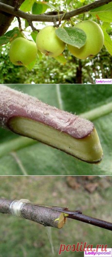 Как правильно привить яблоню? - Женский журнал LadySpecial.ru : специально для женщин