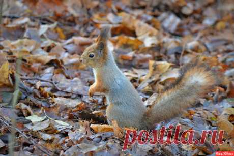 Фото: Белка. Фотограф Константин Анисимов. Фото животных - Фотосайт Rasfokus.ru