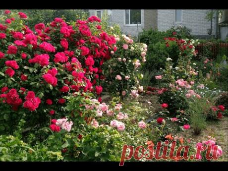 Розы корнесобственные и розы привитые. Отличия