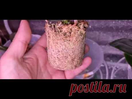 ЛАЙФХАК ПО НАРАЩИВАНИЮ КОРНЕЙ
