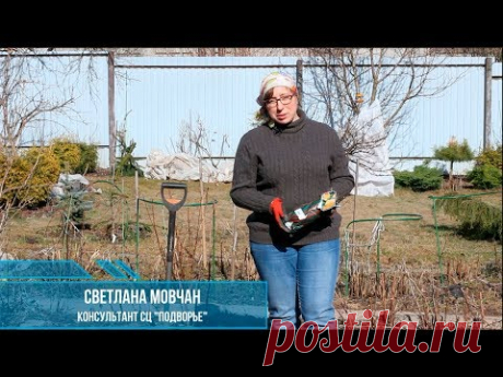 Посадка роз весной в открытый грунт