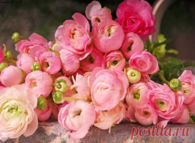 Ранункулюс – посадка и уход, выращивание цветка 
Ранункулюс (Ranunculus), или лютик азиатский (садовый) – растение семейства лютиковых родом из Малой Азии. Древний ученый Плиний назвал их так (в переводе с латыни ранункулюс значит «лягушка») за то,…