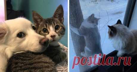 15 очаровательных фотографий животных, которые показали всем окружающим, что для их дружбы нет преград Для многих животных хозяева становятся их лучшими друзьями, но при этом в сердечках пушистиков всегда найдётся местечко для новых товарищей. Особым дружелюбием могут похвастаться собаки, но от них не отстают и другие питомцы.