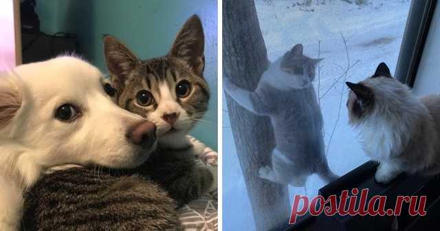 15 очаровательных фотографий животных, которые показали всем окружающим, что для их дружбы нет преград Для многих животных хозяева становятся их лучшими друзьями, но при этом в сердечках пушистиков всегда найдётся местечко для новых товарищей. Особым дружелюбием могут похвастаться собаки, но от них не отстают и другие питомцы.