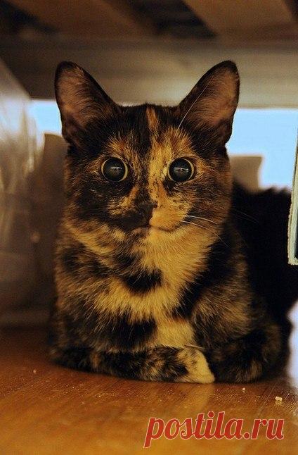 Прикольных котов пост - ЯПлакалъ