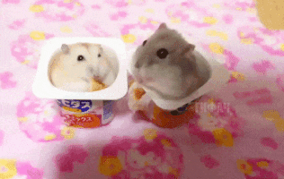 No toques mi comida...