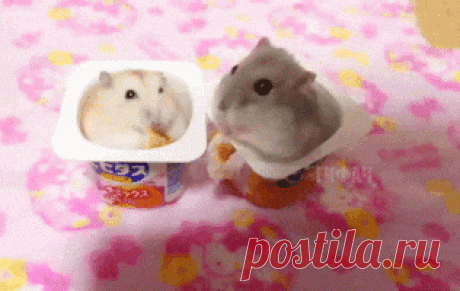 No toques mi comida...