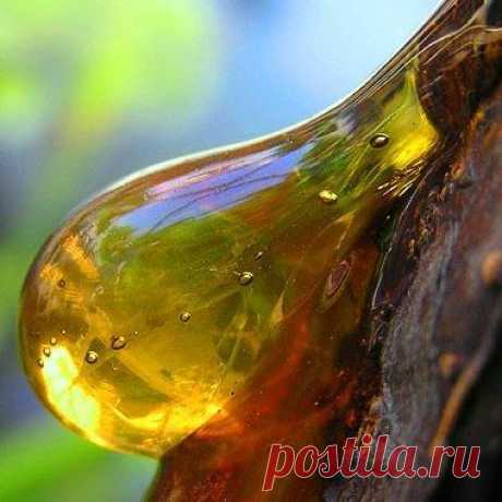 5 СПОСОБОВ ИСПОЛЬЗОВАНИЯ СОСНОВОЙ СМОЛЫ |