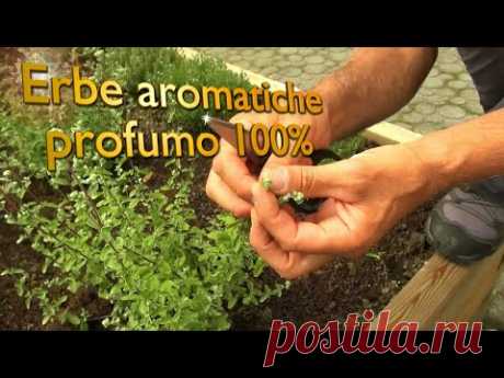 I Segreti delle Erbe Aromatiche - Parte 1