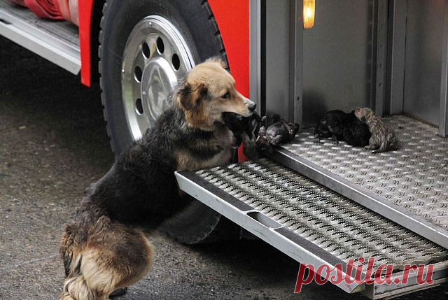 собака спасает своих детей из пожара и прячет их в пожарной машине...