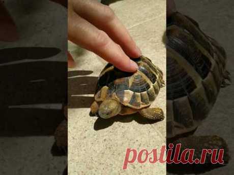 #animals #черепашка #животные