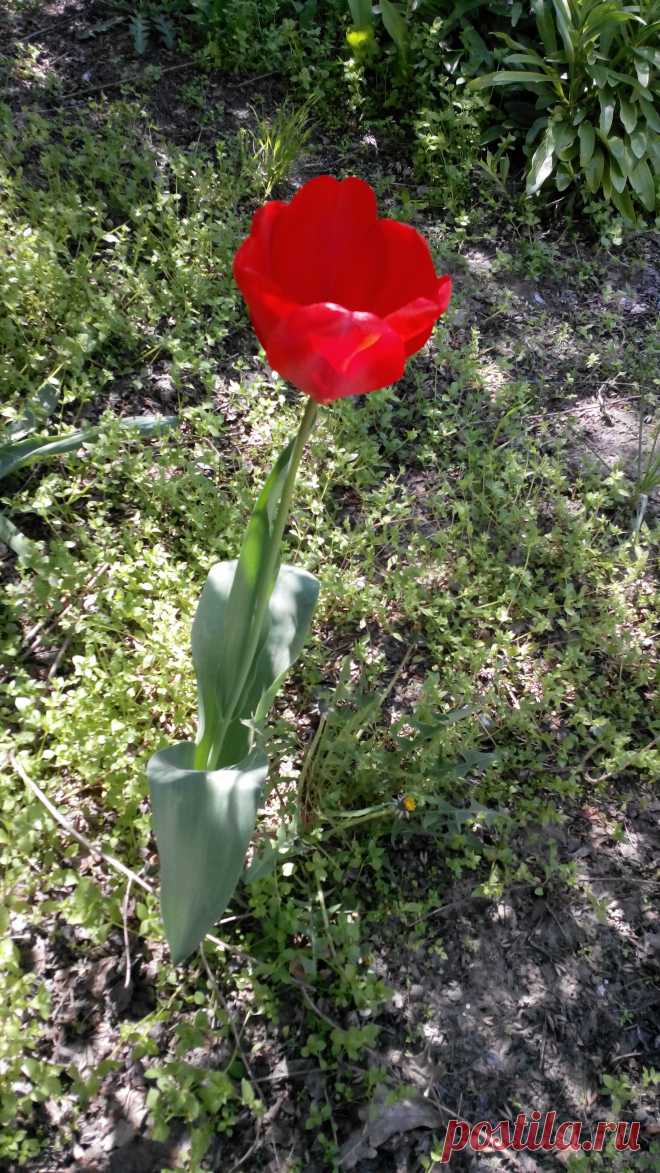 Весна в Аккермане.
Тюльпан, который гуляет сам по себе
