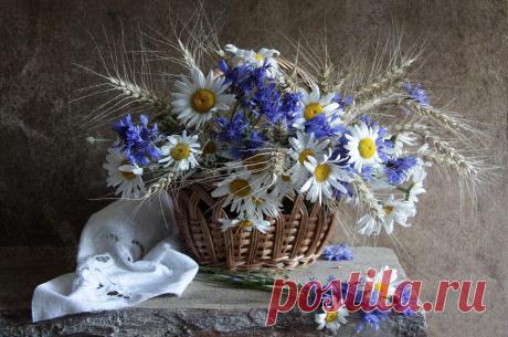 Ромашковое настроение