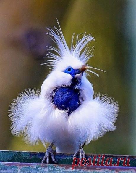 Балийский скворец - чудо в перьях! Но красавец!