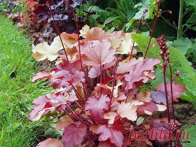 Цветок гейхера – посадка и уход; выращивание гейхеры и сорта