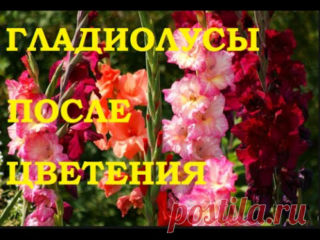 Уход за гладиолусами осенью: подготовка к зиме, обрезка, применение удобрений для осенней подкормки, фото, видео