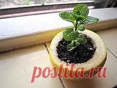 Поиск на Постиле: Рассада