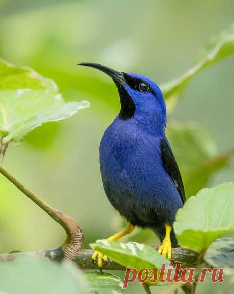 Purple Honey Creeper, (Cyanerpes caeruleus), Yerette, Trinidad. Explore pedro lastra's photos on Flickr. pedro lastra has uploaded 7362 photos to Flickr.