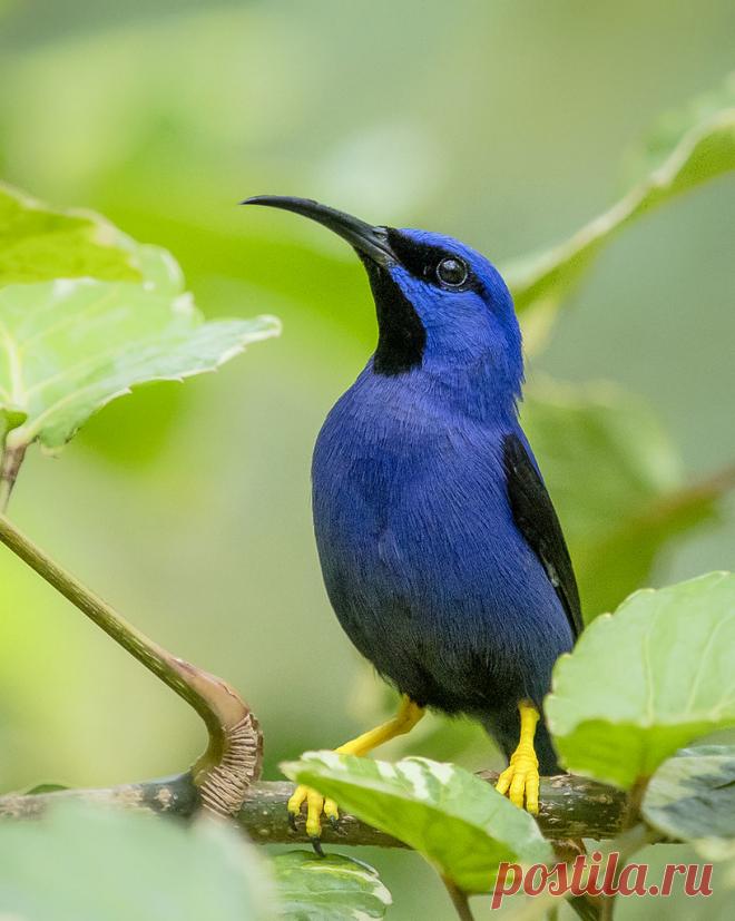 Purple Honey Creeper, (Cyanerpes caeruleus), Yerette, Trinidad. Explore pedro lastra's photos on Flickr. pedro lastra has uploaded 7362 photos to Flickr.