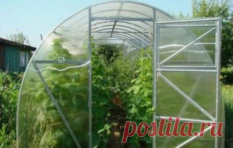 Посадка огурцов в теплицу из поликарбоната: выращивание, технология,