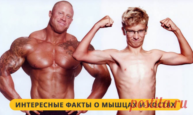 Самые интересные факты о мышцах и костях. Видео | LivePosts — последние новости, полезные статьи, обзоры