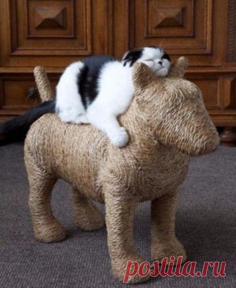 Кот и его когтеточка
Счастью кота нет предела!