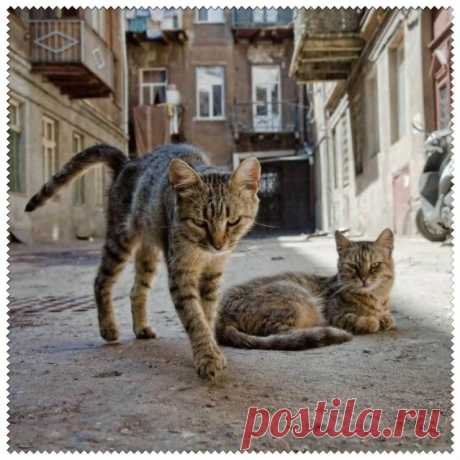 кошка
