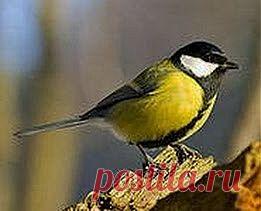 Синичка – спасатель в вашем саду | Друг пенсионера
Синицы питаются бабочками, гусеницами, яйцами насекомых, тлей, жуками, пауками, клопами и долгоносиками-цветоедами. За летний период они дважды выводят птенцов.