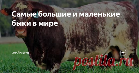 Самые большие и маленькие быки в мире Самые большие быки в мире весят в среднем 1500 килограммов, коровы - 1300 килограммов. Среди диких рекордсменов по весу выделяются: гаур, европейский зубр, американский бизон и африканский буйвол. У домашних первенство по живой массе забрали представители голштинской, герефордской, шортгорнской, бельгийской пород. Они претендуют на место в Книге рекордов Гиннесса. Как и маленькие коровы с