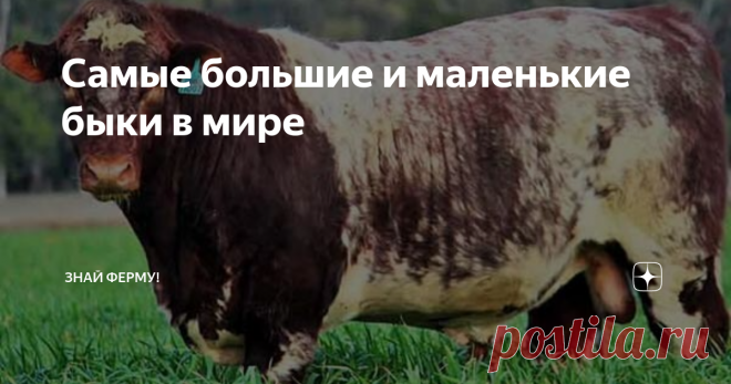 Самые большие и маленькие быки в мире Самые большие быки в мире весят в среднем 1500 килограммов, коровы - 1300 килограммов. Среди диких рекордсменов по весу выделяются: гаур, европейский зубр, американский бизон и африканский буйвол. У домашних первенство по живой массе забрали представители голштинской, герефордской, шортгорнской, бельгийской пород. Они претендуют на место в Книге рекордов Гиннесса. Как и маленькие коровы с