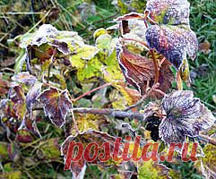 Подготовка смородины к зиме - Сад, Огород, Комнатные Растения и Цветы с Фото - Индасад.ру