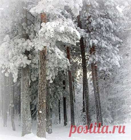 лес