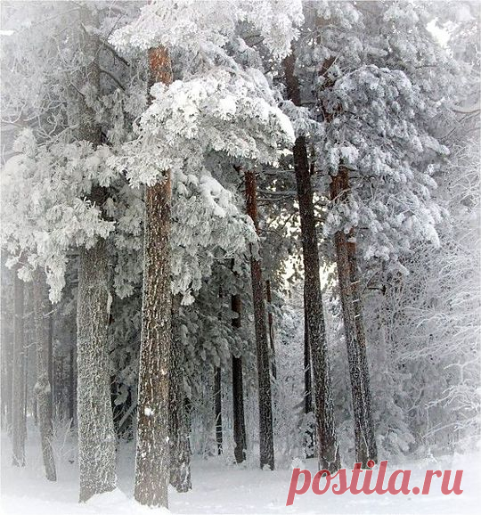 лес