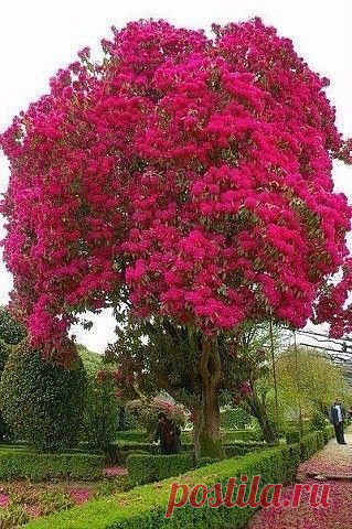 Самые причудливые деревья мира.