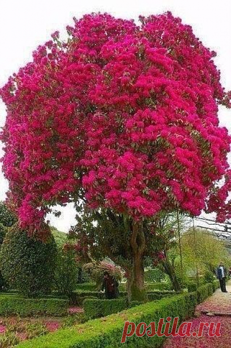 Самые причудливые деревья мира.
