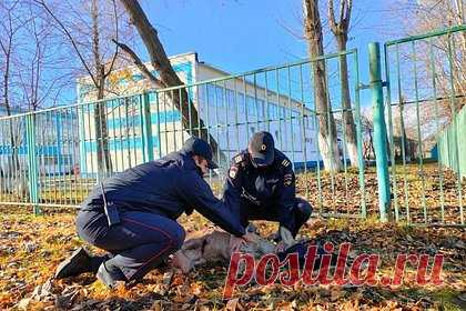 Российские полицейские спасли раненую косулю. В Красноярском крае полицейские спасли раненую косулю. Жительница Ачинска заметила около школы на улице Калинина животное и позвонила правоохранителям. Экипаж патрульно-постовой службы приехал и увидел, что косуля ранена. Сотрудники МВД смастерили из подручных средств носилки и погрузили испуганное животное в служебное