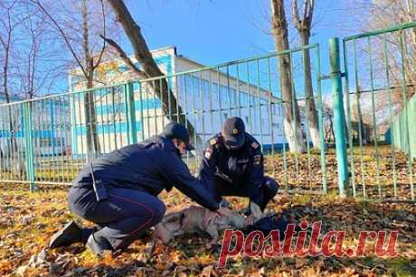 Российские полицейские спасли раненую косулю. В Красноярском крае полицейские спасли раненую косулю. Жительница Ачинска заметила около школы на улице Калинина животное и позвонила правоохранителям. Экипаж патрульно-постовой службы приехал и увидел, что косуля ранена. Сотрудники МВД смастерили из подручных средств носилки и погрузили испуганное животное в служебное