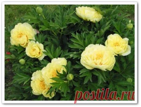 Выращивание пионов и рулонные газоны (видеоурок)