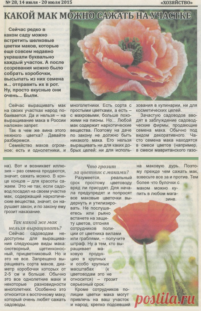 Какой мак можно сажать на участке