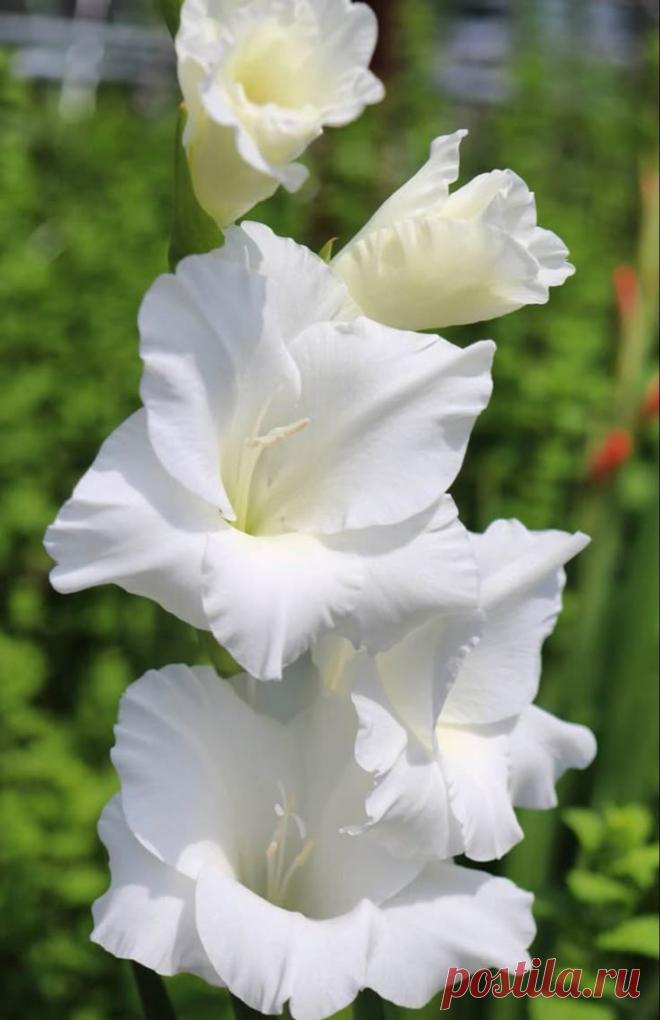 Gladiolus
